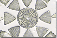 Diatom